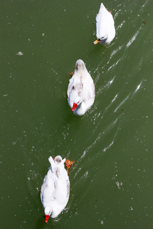 white ducks floating in the lakeの写真素材