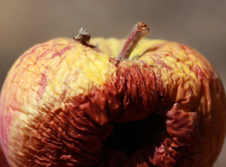 wrinkled, rotten appleの写真素材
