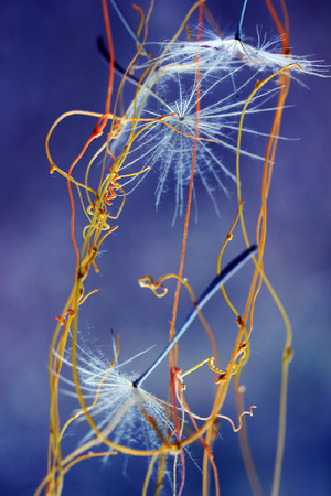 flying dandelion and yellow ivy