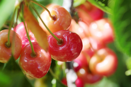 Cherries hanging on a cherry tree branchの写真素材