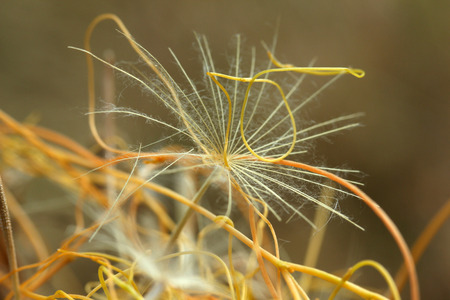 flying dandelion and yellow ivy