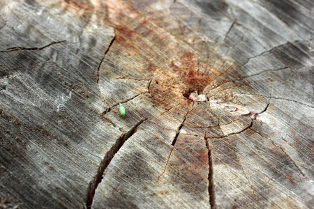 tree trunk and small insectの写真素材