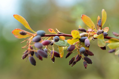 Oregon grape (Mahonia aquifolium)の写真素材