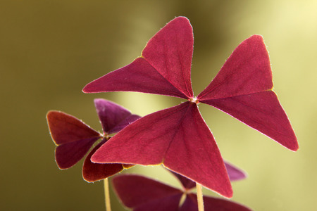 Red Clover, Oxalis triangularisの写真素材