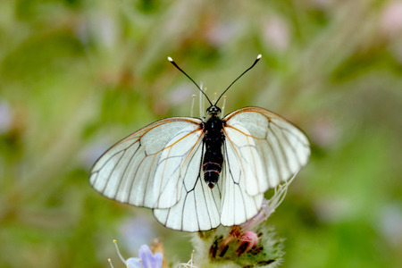 Butterfly On A Flowerの写真素材