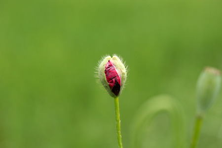 Corn Poppy Flower Budの写真素材