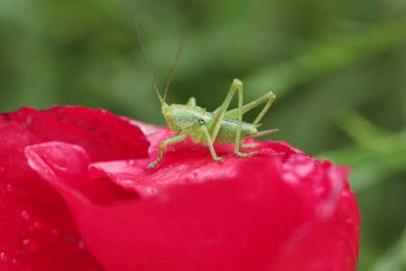 green grasshopper on red poppyの写真素材