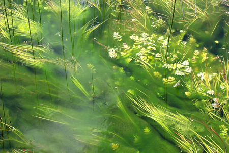 algae in the pondの写真素材