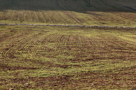 cultivated wheat field in springの写真素材