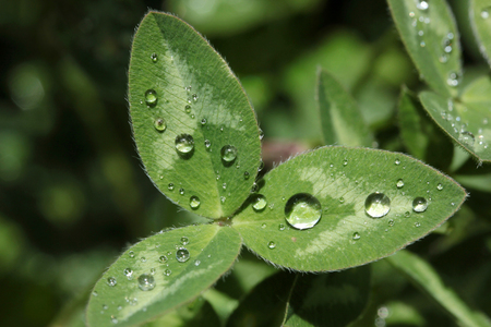 leaf with rain dropsの写真素材