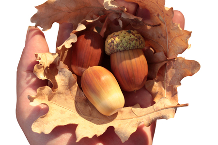 Girl Holding Acorns in Handsの写真素材