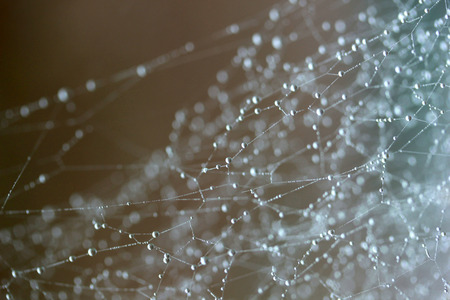 The dew on the web.の写真素材