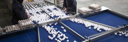raw chicken eggs on a conveyor belt