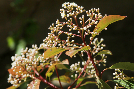 An evergreen laurestine (Viburnum tinus)の写真素材