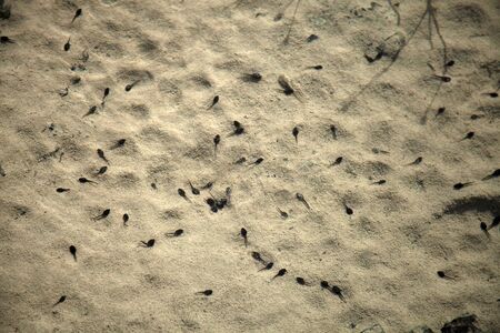 Tadpoles in the fresh water -の写真素材