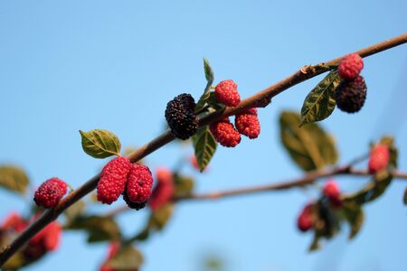 mulberry tree, red and black mulberryの写真素材