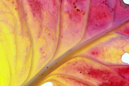 multicolored cabbage leaf in autumn
