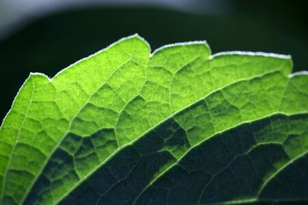 green leaf veins close up imageの写真素材