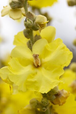 Mullein, velvet plant yellow flowers, Medicinal plant, alternative medicine.の写真素材