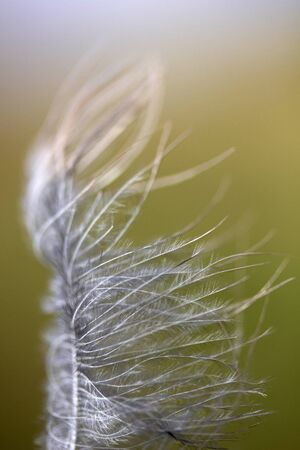 bird feather on colorful background