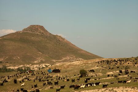 Goat and black tent, nomadic life.