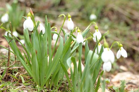 Snowdrop flowers blooming in winter