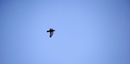 dove flying in the sky