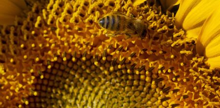 Honeybee collecting pollen from a sunflower.
