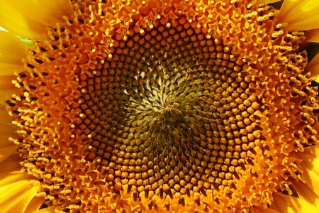 Close up of the center of a sunflowerの写真素材