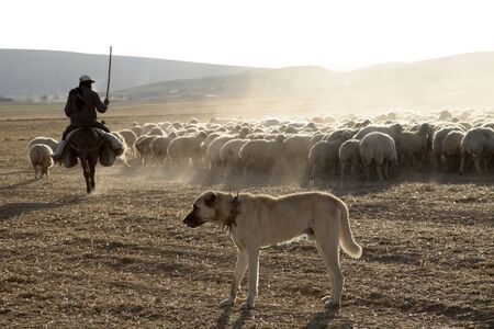 grazing sheep, shepherd and sheepdog