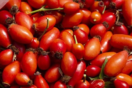 Fresh Berries from the dog roseの写真素材