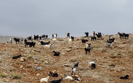 herd of goats grazing in pasture