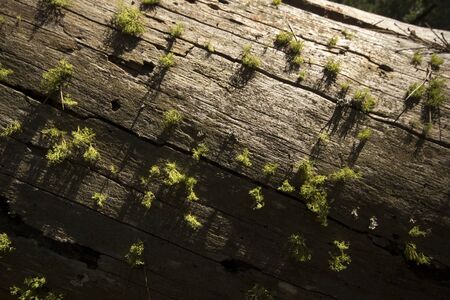 The bark of the pine tree as the backgroundの写真素材