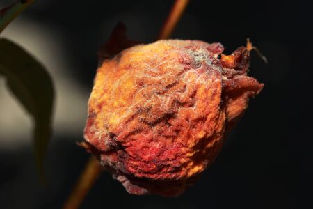 Rotting apple on a branch.の写真素材