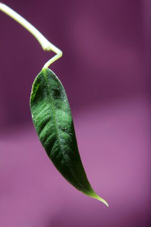 Ficus benjamina green leaf backgroundの写真素材