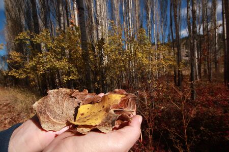 autumn leaves in the palm of handの写真素材