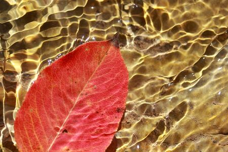 Red leaf in the waterの写真素材