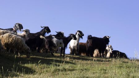 goats grazing in the meadowの写真素材
