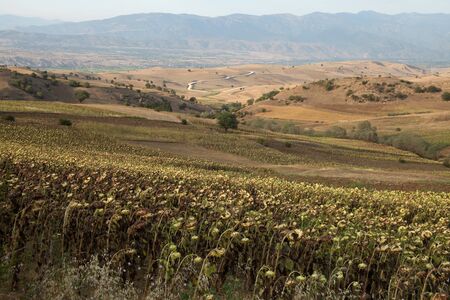 Sunflower and wheat lands. Nature backgroundの写真素材