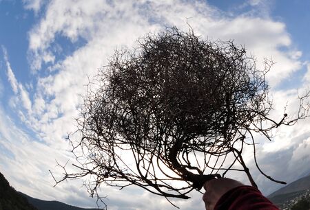dry thorn bush towards the sky