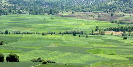 rural landscape green cultivated fields