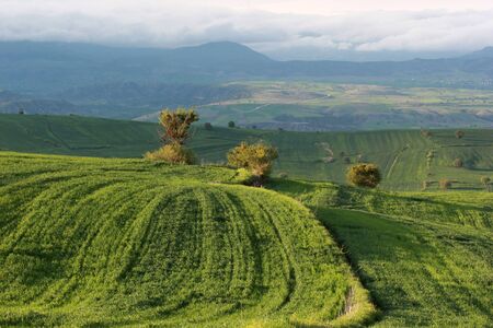 rural landscape green cultivated fields