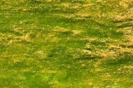 Green and yellow colors. Polluted water with algae. 