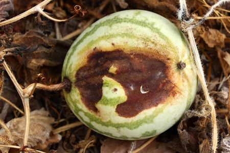 Rotten melon. Remains of the harvest of melons. Rotting vegetables on the field.の写真素材