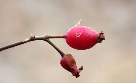 Red Rose Hips in Autumn Backgroundの写真素材
