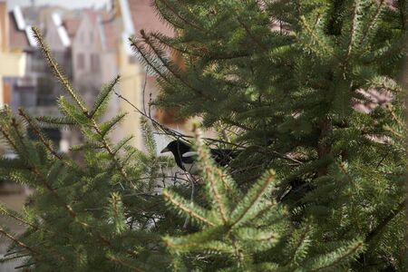 magpie is making a nest on fir treeの写真素材