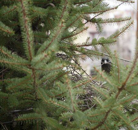magpie is making a nest on fir tree