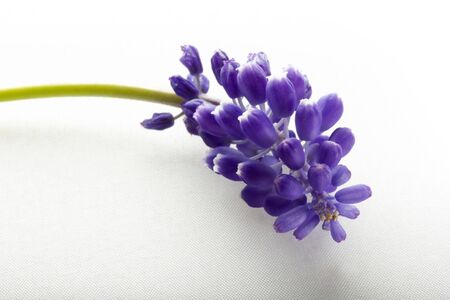 blue hyacinth isolated on a white backgroundの写真素材
