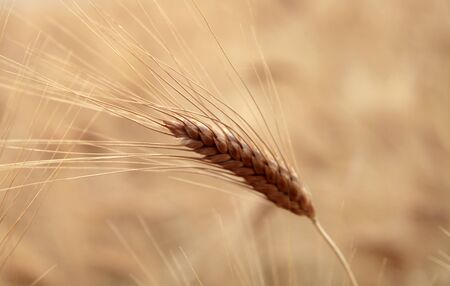 Gold wheat seed. Wheat field. 