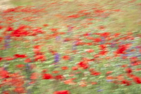 Flowering landscape in spring. Beautiful nature.の写真素材
